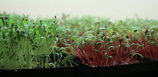 Two different types of small plants growing side by side. One has green stems and one has red stems.