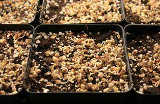 Rows of small, square containers with small, yellow seeds on top of the soil.