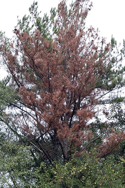 A tree with a large brown, dead portion.