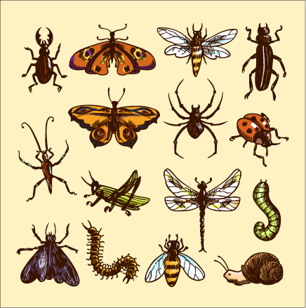 This is drawings of many different insects.