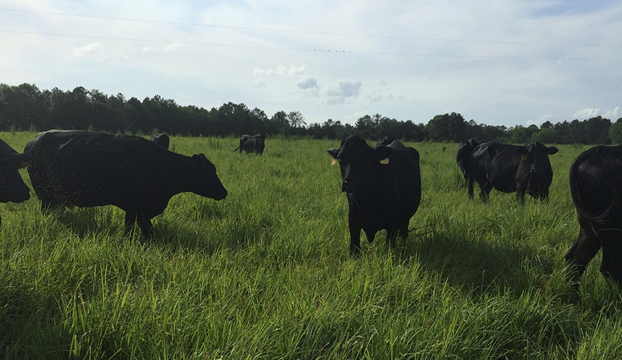 This image shows cattle grazing in field of warm-season grasses.