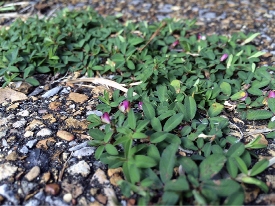 A green, leafy plant growing across the ground with purple flowers in bloom.