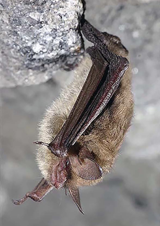 A bat hangs from a rocky structure.