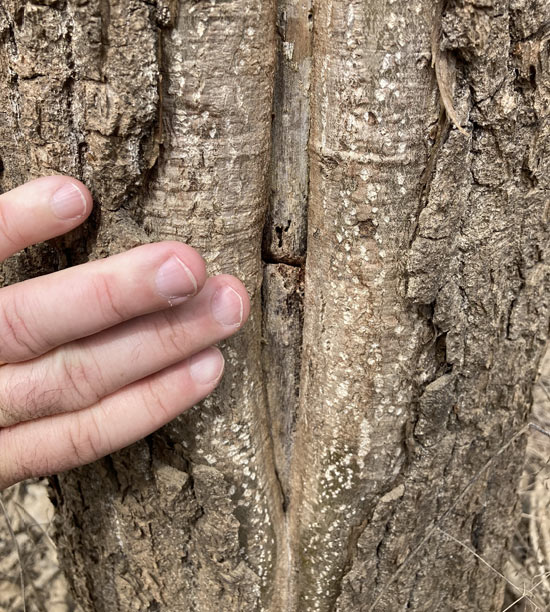 A close up view of a tree with calloused over bark in the center of the trunk.