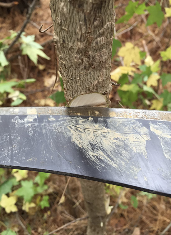 A close up view of a machete cutting into a small tree trunk, piercing through into the wood.