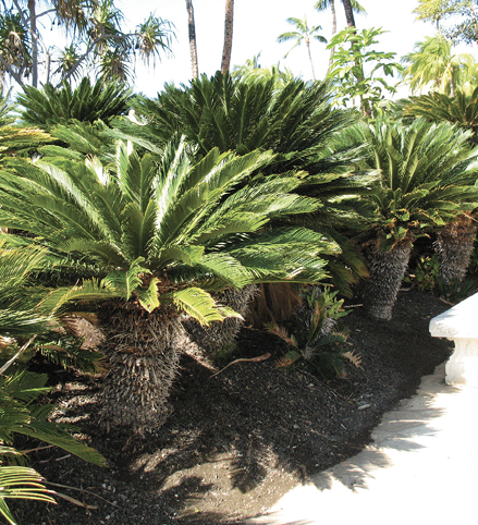 A cluster of short, thick-trunked trees with large crowns of pinnate leaves.