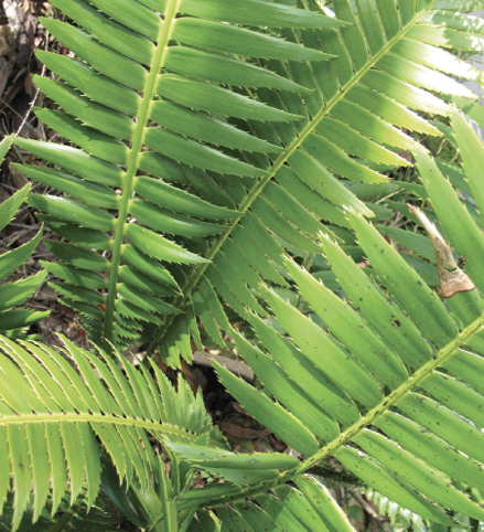 Large, pinnate leaves with sharp, stiff edges.