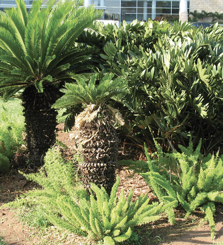 A grouping of various cycads, some with single, very large trunks topped with pinnate leaves, and some shrubby with palmate leaves.