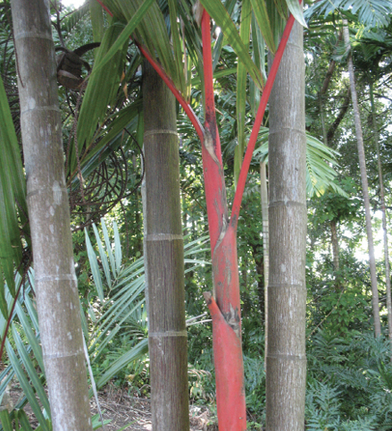 A single, bright-red trunk surrounded by other trees and plants.