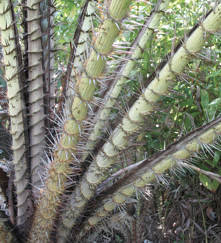 Close-up of multiple, very sharp and spiny petioles.