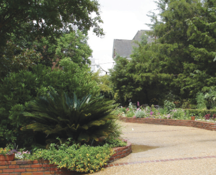 A dark, dense sago palm sits at the corner of a curved driveway lined by various green trees and shrubs.