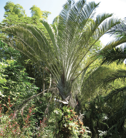 A green, brushy area with a large, fan-shaped palm in the center.