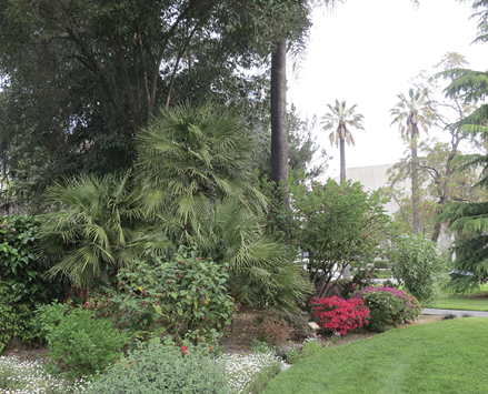 Green palms and cycads along with several other shrubs, perennials, and annuals along a border of a green lawn.