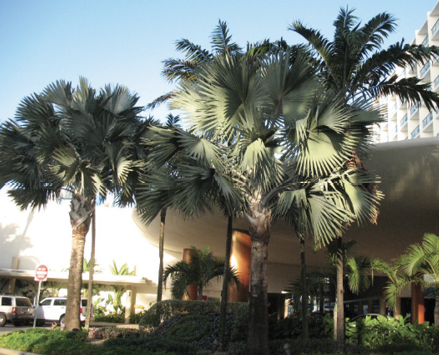 Large bismark palms with tall trunks planted in front of a hotel. 