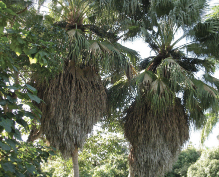 Palm tree with old, brown leaves folded down toward the trunk and new, green leaves fanning out from the top of the trunk.