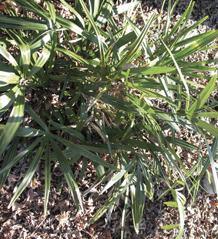 A shrubby, grass-like bunch of needle palm.