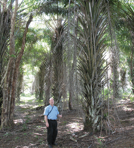 A man stands in an opening surrounded by oil palms, which are tall, unbranched, single-trunk trees with fronds protruding from bottom to top.