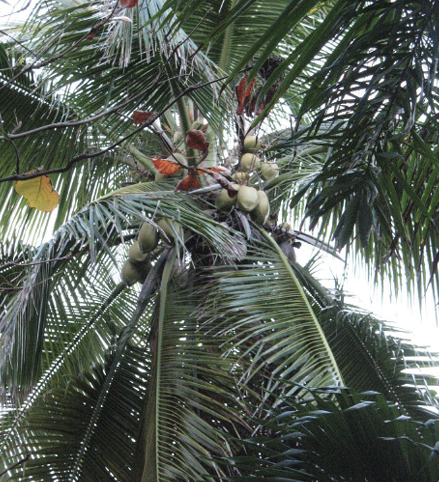 The crown of a palm tree with very large, pinnate leaves and bunches of coconuts.