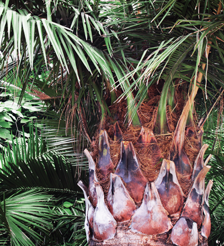 A large, reddish trunk with large pieces peeling off.