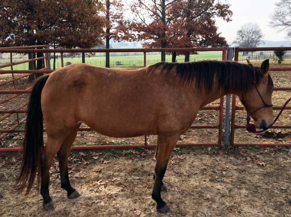 This is an image of a horse with a moderate amount of fat cover.
