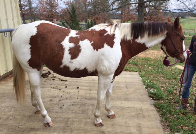 This is an image of a horse with a body condition score 8. Horses maintaining this amount of fat cover are cosidered to be fat.