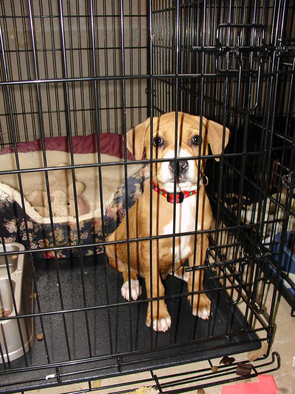 A dog in a kennel.
