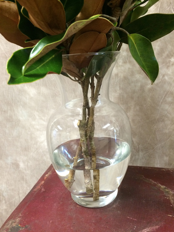 Branches with green magnolia leaves sitting in water in a glass vase.
