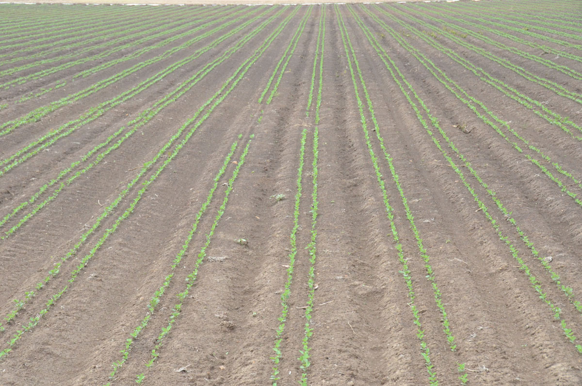 A field of small, green soybean plants growing in strips with two rows per strip.