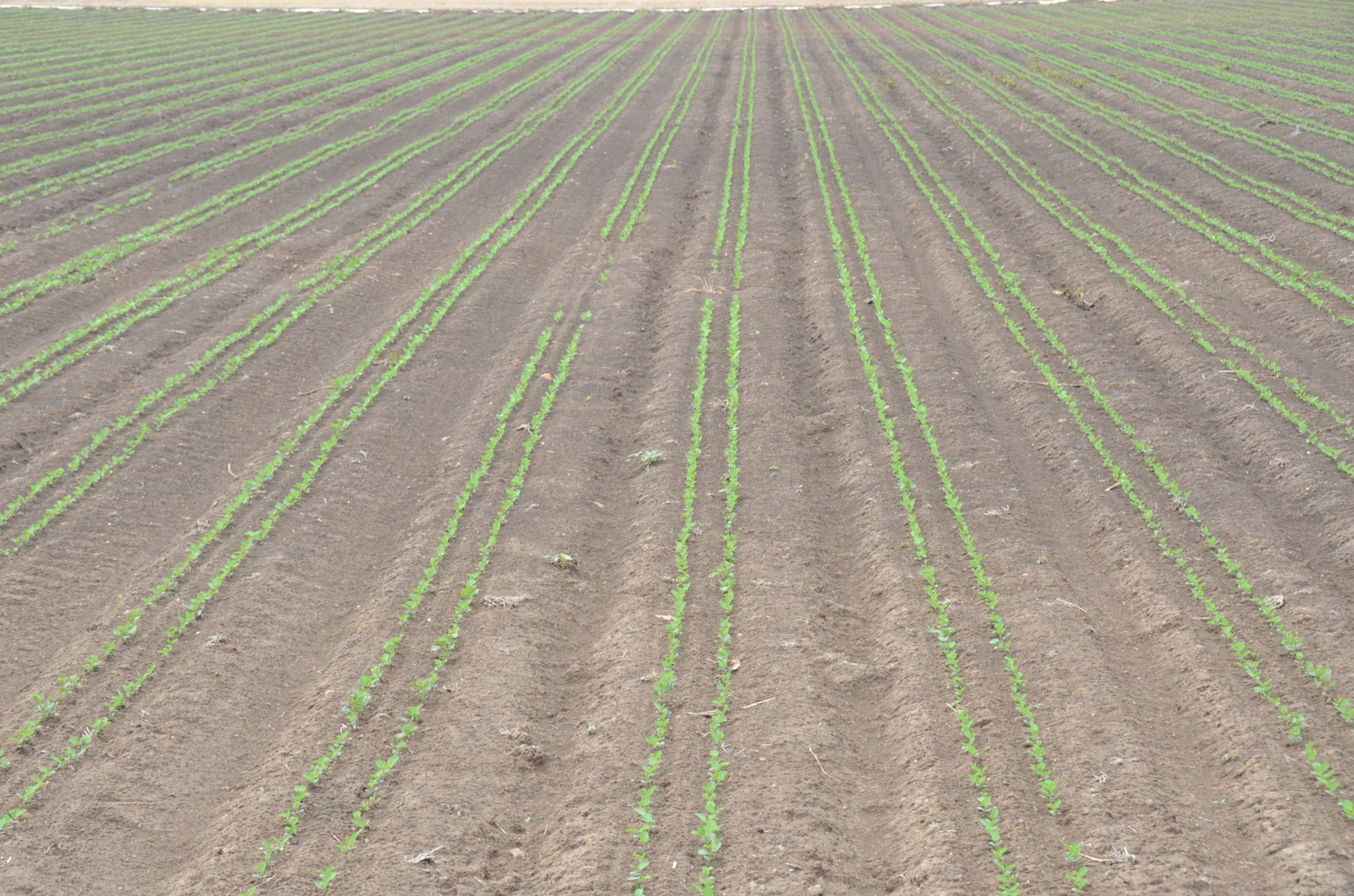 Twin-row soybean seedlings planted in the Mississippi Delta.