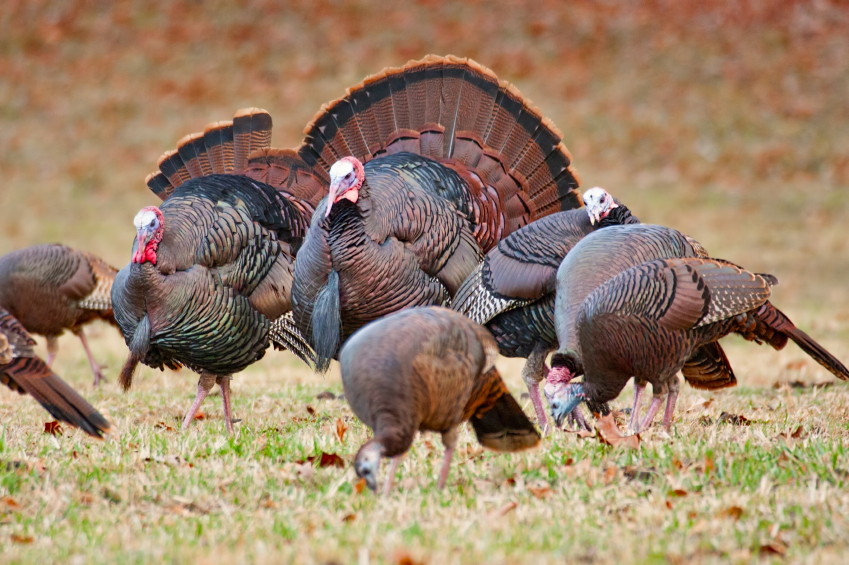 a flock of wild turkeys in a field.