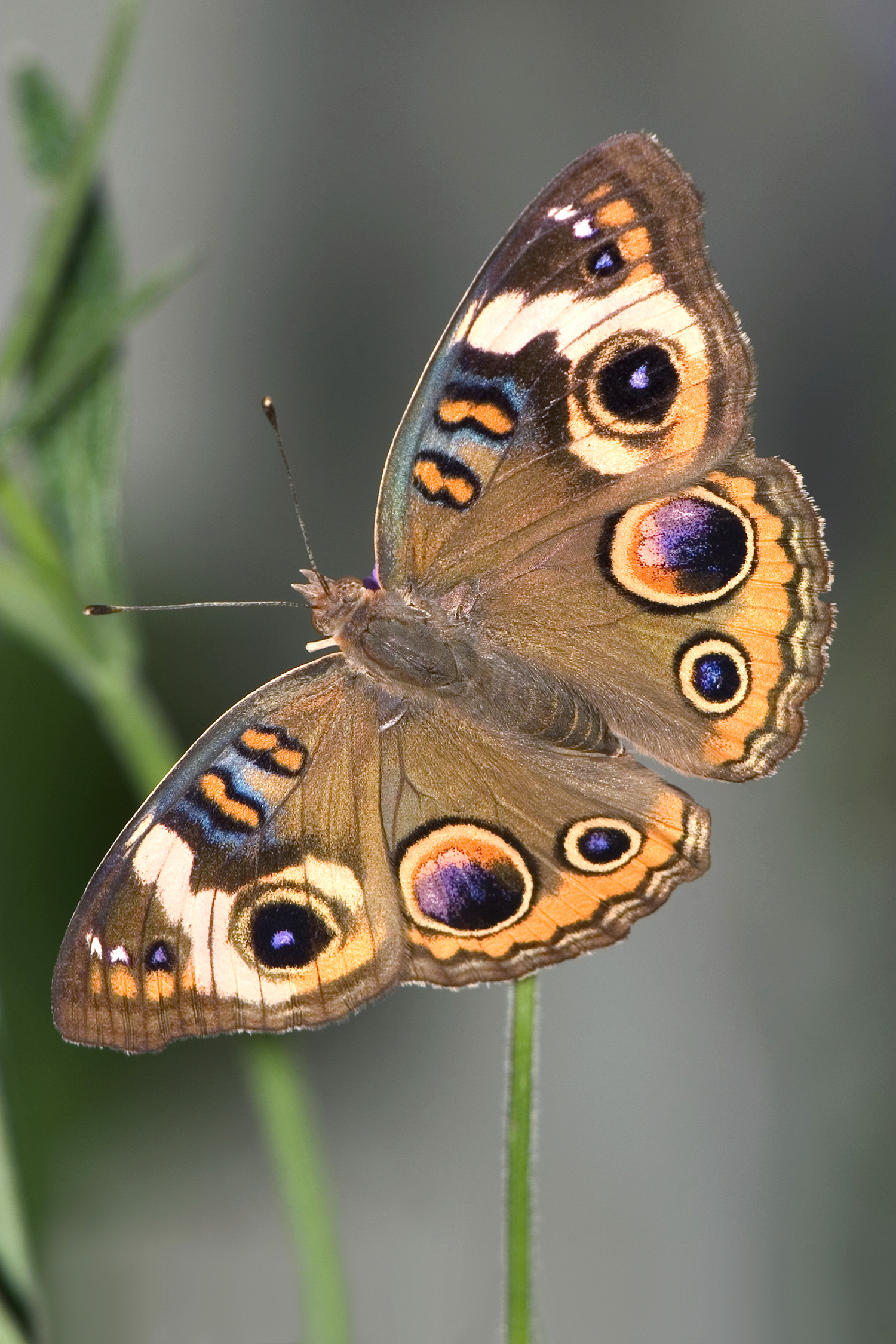 This common buckeye butterfly is brown with dark purple circles on outside edges of wings.