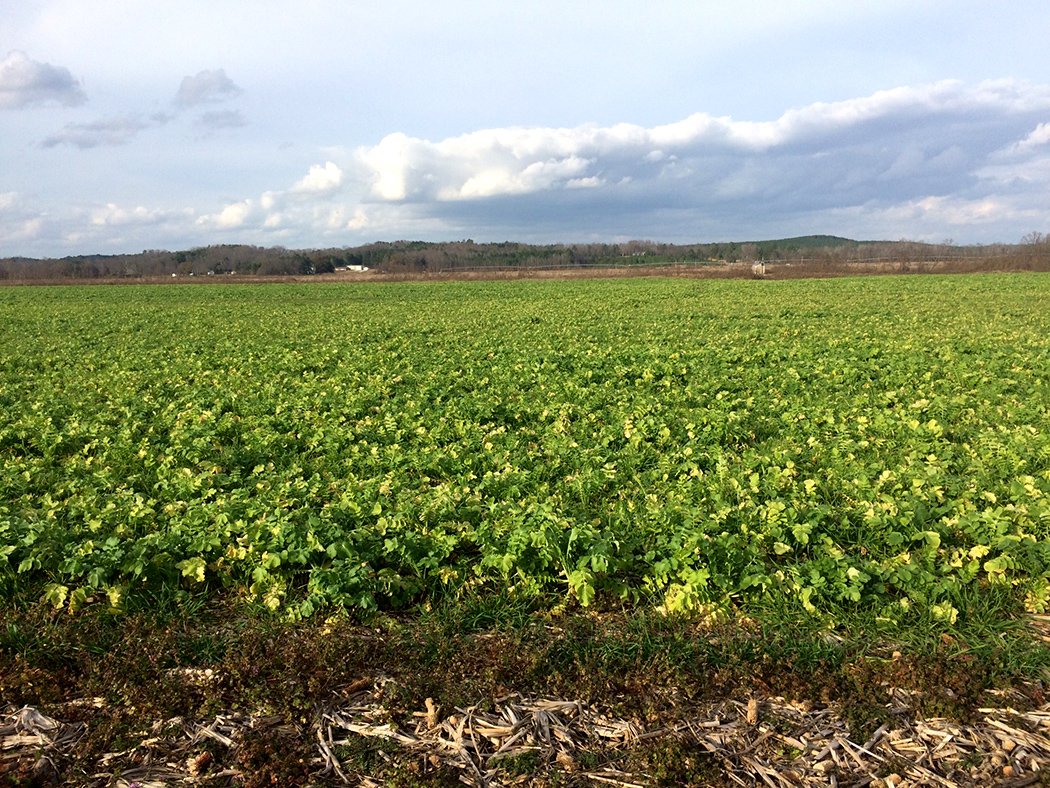 Daikon radishes planted as a cover crop on a collaborative REACH farm.