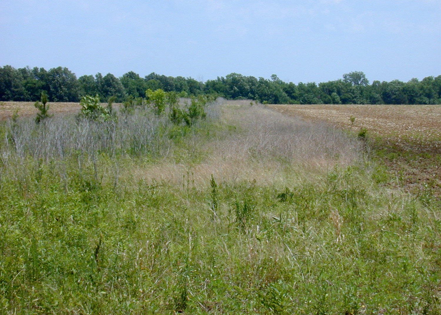 a field buffer in Clay County, Mississippi. 