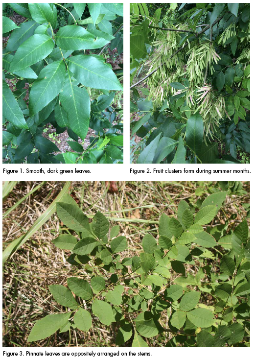 Fig 1 is smooth, dark green leaves. fig 2. shows fruit clusters that form during summer months. Figure 3. is Pinnate leaves are oppositely arranged on the stems.