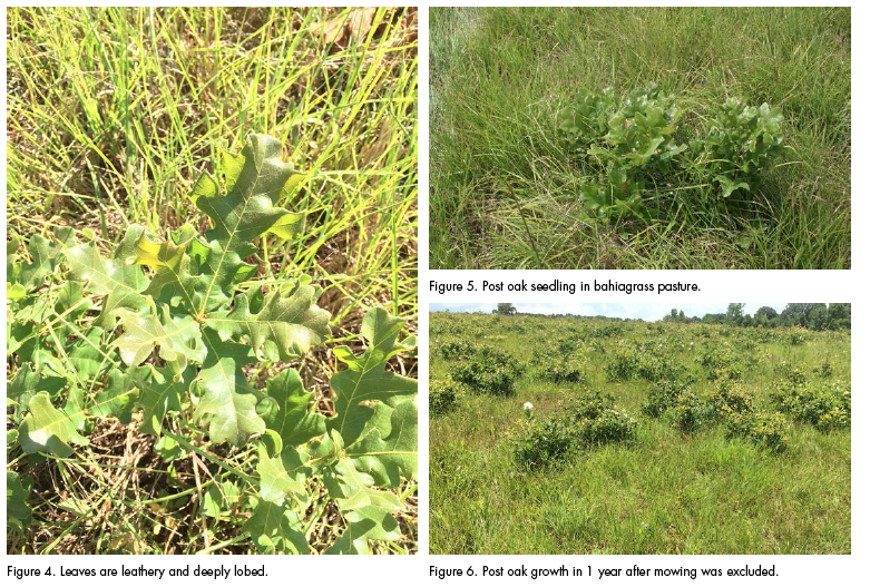 Figure 4. Leaves are leathery and deeply lobed. Figure 5. Post oak seedling in bahiagrass pasture. Figure 6. Post oak growth in 1 year after mowing was excluded.