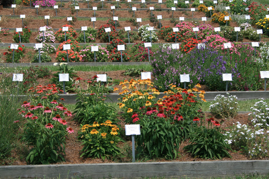 Labeled rows of flowers are separated by wooden dividers.