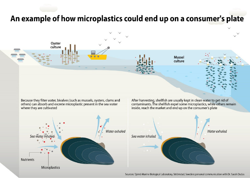 Figure 6. How filter feeding organisms (e.g., oysters, mussels, and clams) inhale and accumulate microplastics.