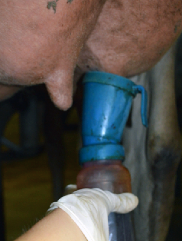 A gloved dairy producer is applying pre-dip to teats that have been cleaned of manure, dirt, or sand.
