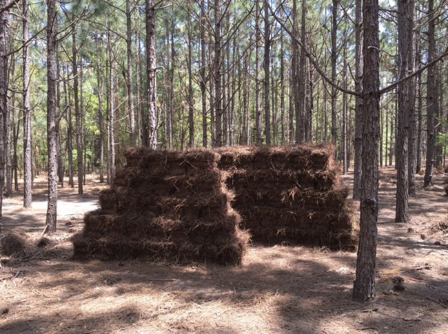 Two large stacks of pine straw surrounded by trees.