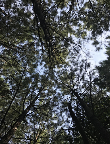 Looking up into the canopy of many pine trees.