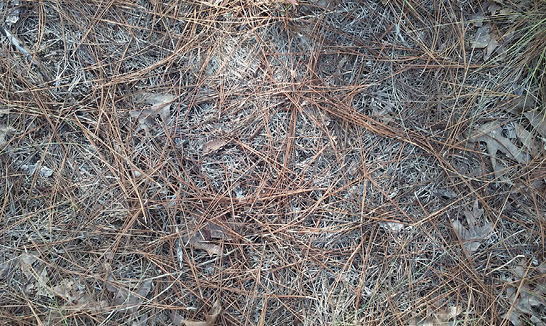 Brown pine straw spread on the ground. The ground shows under the straw.