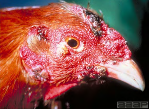 The dry form of fowl pox causes lesions on unfeathered parts of the body.