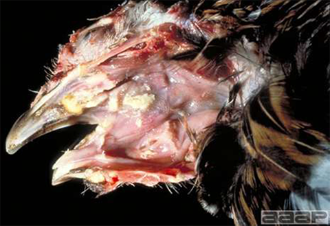 A chicken with the wet form of fowl pox, causing lesions in the throat and upper respiratory tract.