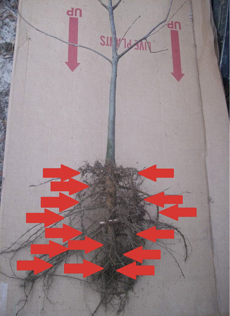 Highlighting the first-order lateral roots on a high-quality oak seedling.