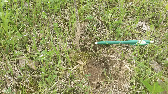 A seedling emerging from a grassy area. An ink pen is placed on the ground to indicate the exposed roots and shallow planting.