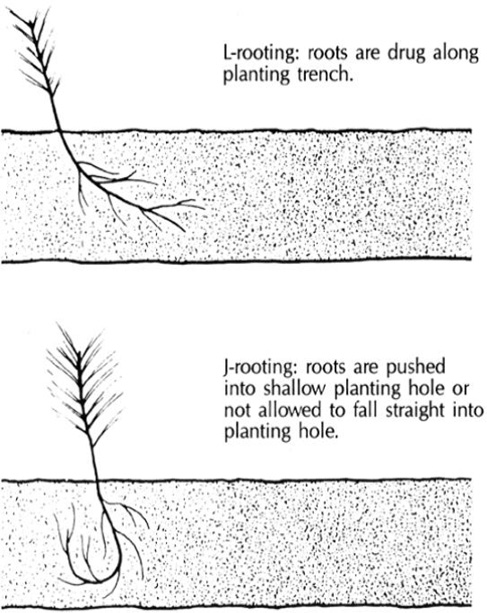 In L-rooting, roots are drug along the planting trench and form a lowercase L shape. In J-rooting, roots are pushed into a shallow planting hole or not allowed to fall straight into the planting hold, resulting in roots that resemble the curved portion of an uppercase J.