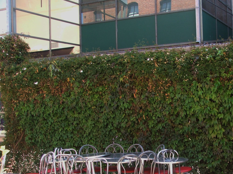 Figure 5. Green walls, such as this ivy, provide privacy as well as screening for unattractive views.