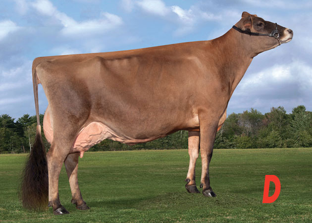 Jersey cow labeled d.