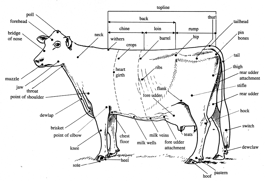 The names and parts of a dairy cow are displayed in this diagram.