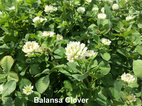 Little white flower-weeds surrounded by green clover in the sunshine.